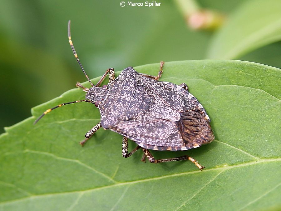 Pentatomidae:  Raphigaster nebulosa?   No, Halyomorpha halys